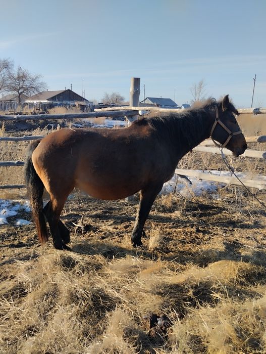 Продам жерёбую кобылу