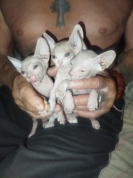 Продаю котят пародистых сфинксов