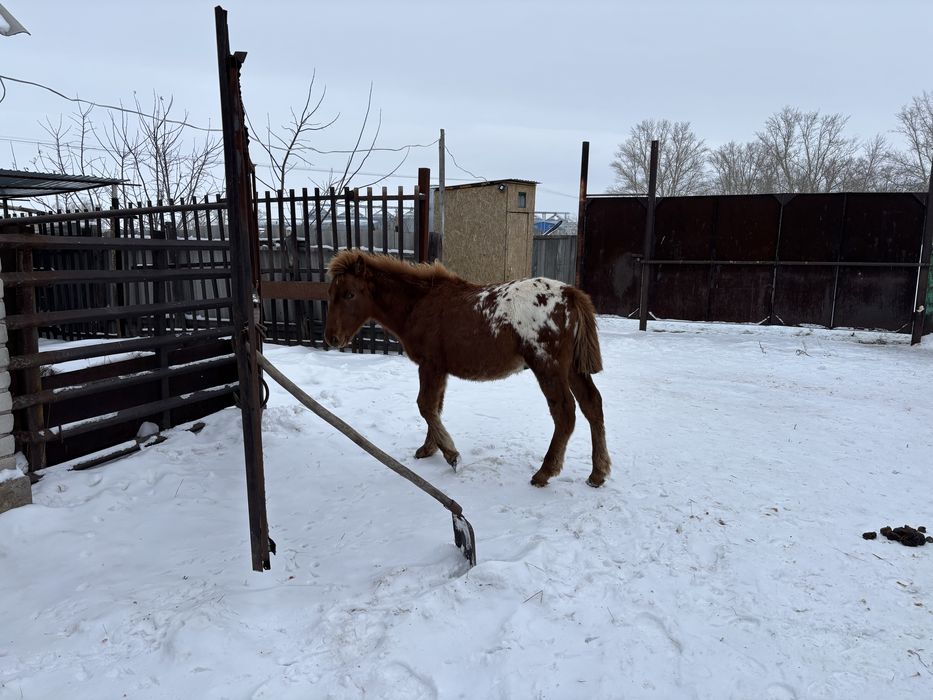 Продам жабагы в Кишкенеколе