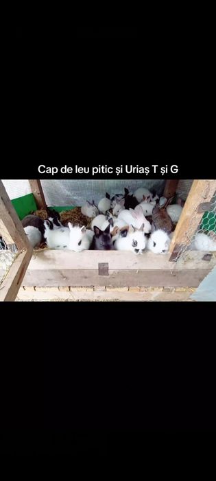 Iepurași Mini Toy și uriaș german și Transilvania puii