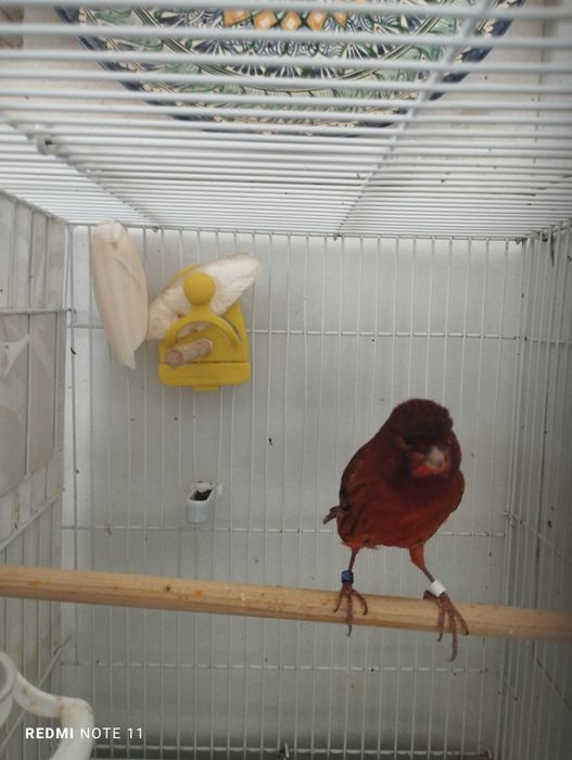 Канарейки самцы. Пающий.продается.