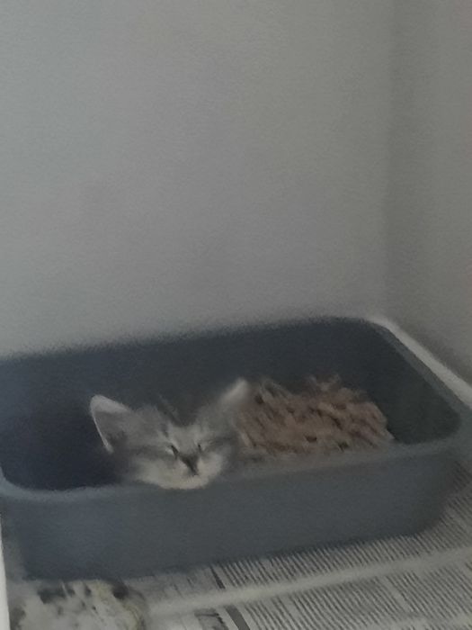 Мальчик, спокойный