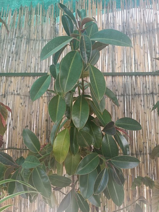 Продаётся Фику большой