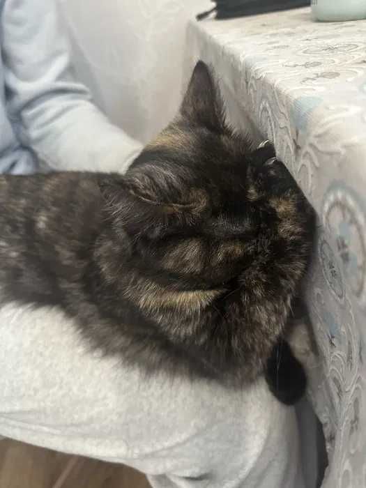 Молодая кошка Дуся