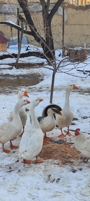 Gʻozlar sotiladi 5 ta