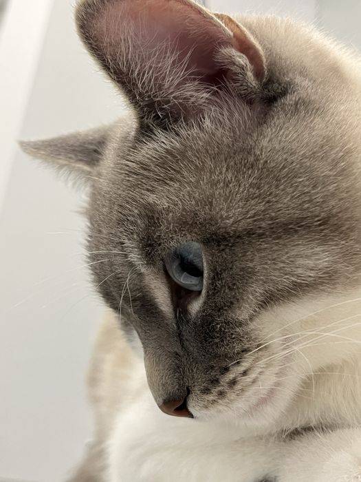 Вязка кошка, кота