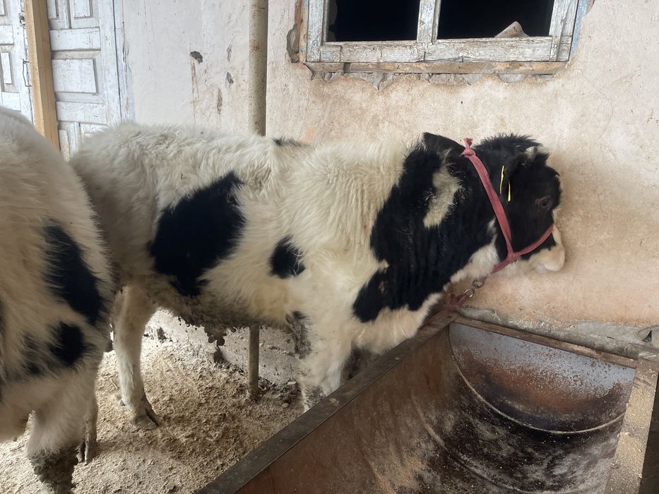 Өгіз бұқа еркек бұзау