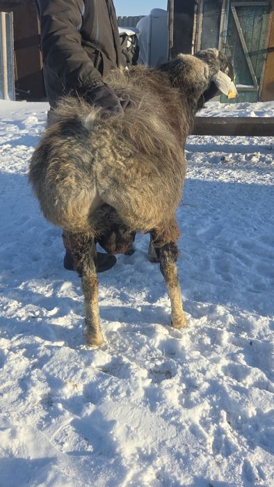 Кошкар на племя, на развод