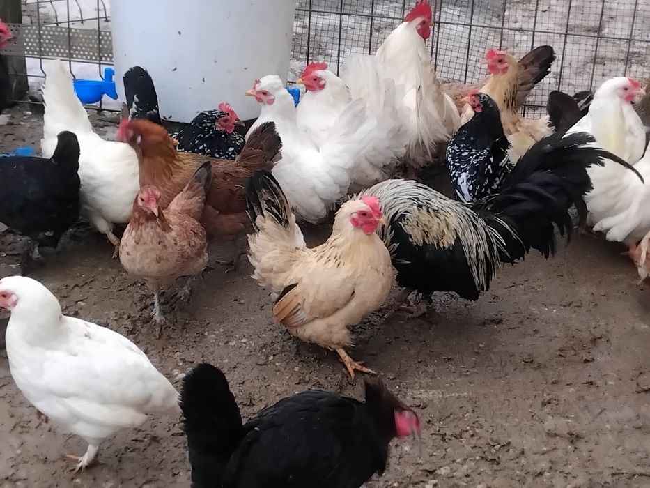 Vând pui si oua gaini pitice si gaini chaboo cu cocoși chaboo.