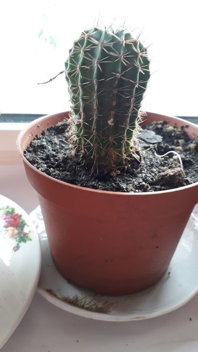 Кактус  рассаженный