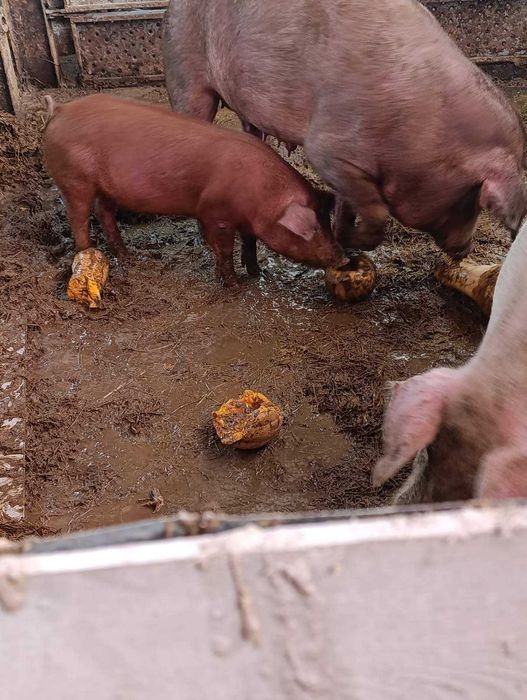 Продавам прасенца дюрок и бяла българка