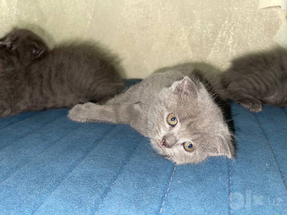 Продаются котята