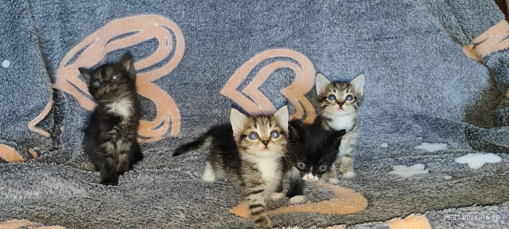 Отдам котят в добрые руки