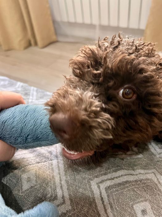 Лаготто-романьоло