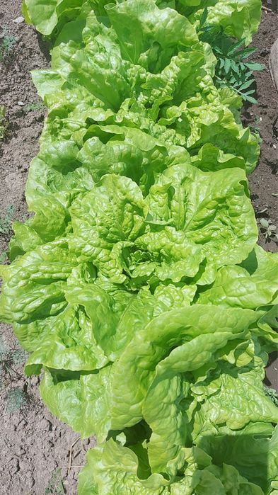 Лист салата продам свежие срочно