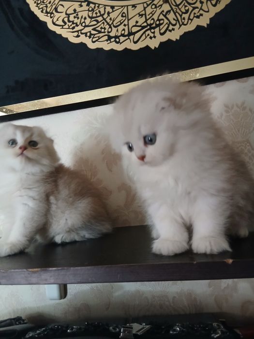 Пародистые Катята