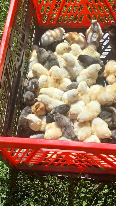 Puișorii de gaina italiană