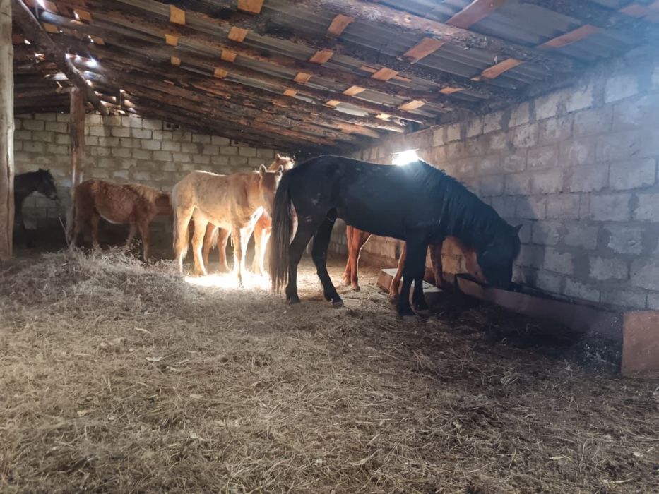 Продам лошадей тайчиков