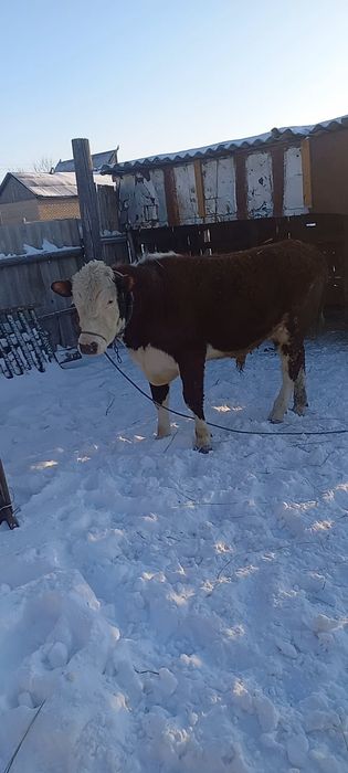 Бұқалар сатылады!!! Быки на откорме!