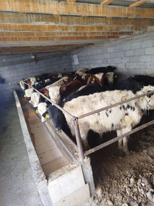 продам подсосы 21 голова