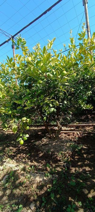 Ховли сотилади 8,5 сотих