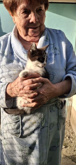 Котенок в хорошую семью