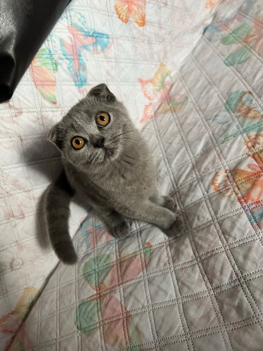 Puiuti scottish fold