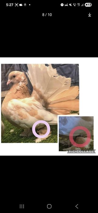 Inele porumbei/ păsări