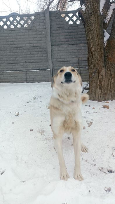 Қазақы төбет сатылады