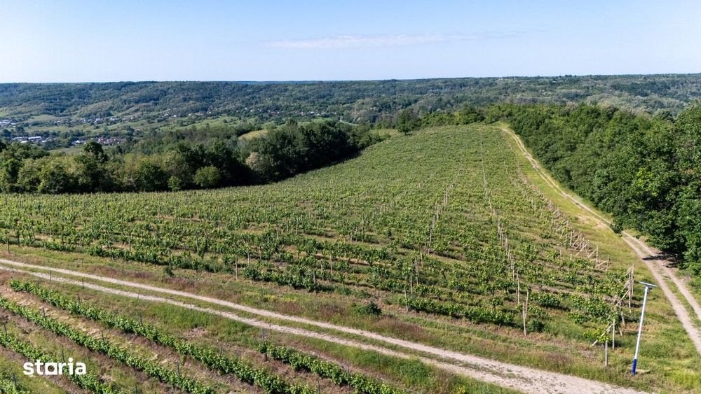 Cramă Premium De Vânzare -60 Ha- Conac Istoric- Podgoria Drăgășani