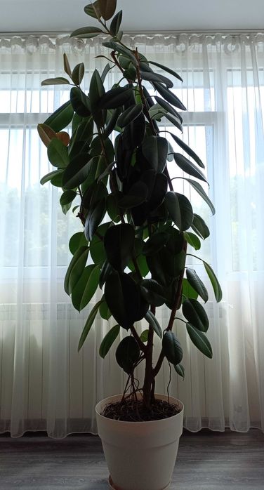 Ficus mare de 2,5 m înălțime
