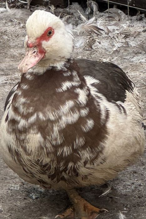 Индоутки разных возрастов