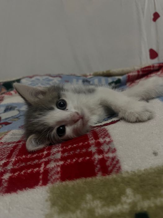 Котенок,мальчик,