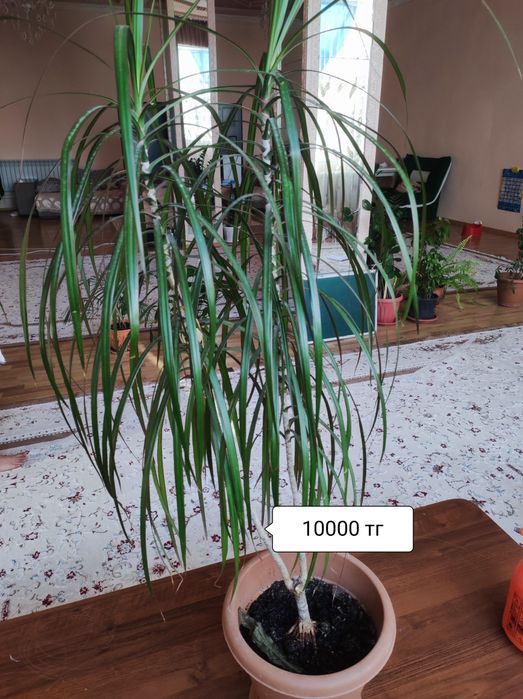 Комнатные растения