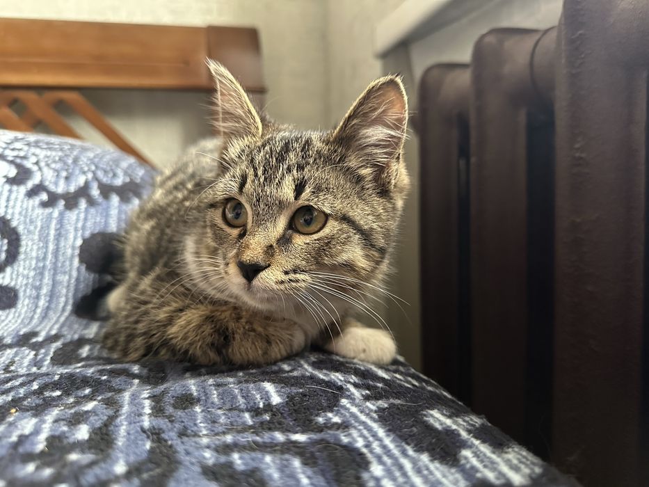 Котенок в добрые руки