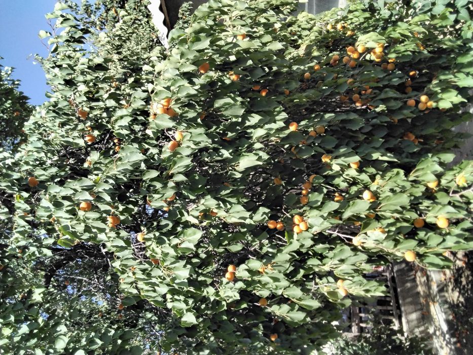 Өрік, урюк, орік