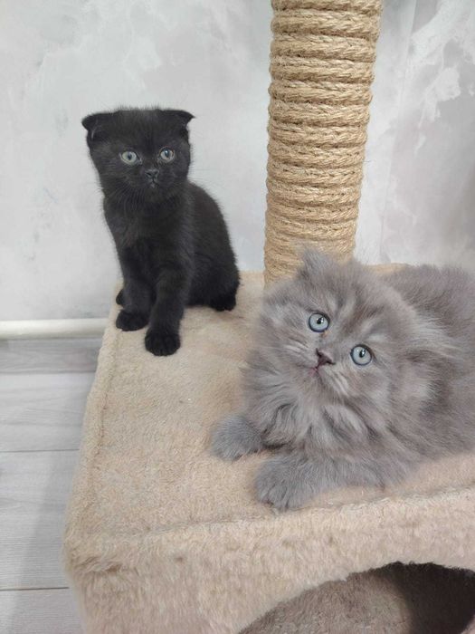 Продам британских котят