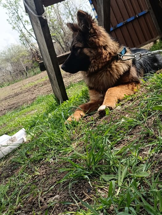 Немецкая овчарка длино шорстная