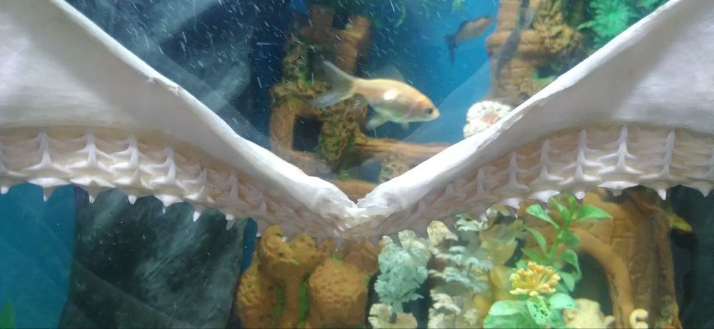 Сувенеры Челюсть акулы