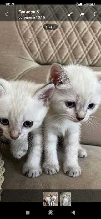 Породистые котята первый снимок мама