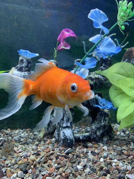 золотая Рыбка oltin Balq kotta