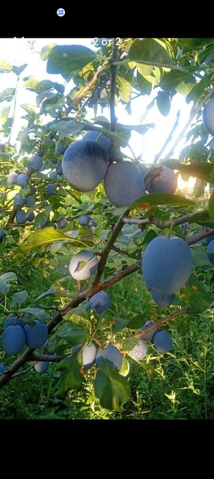 Сини сливи сорт чачанска лепотица