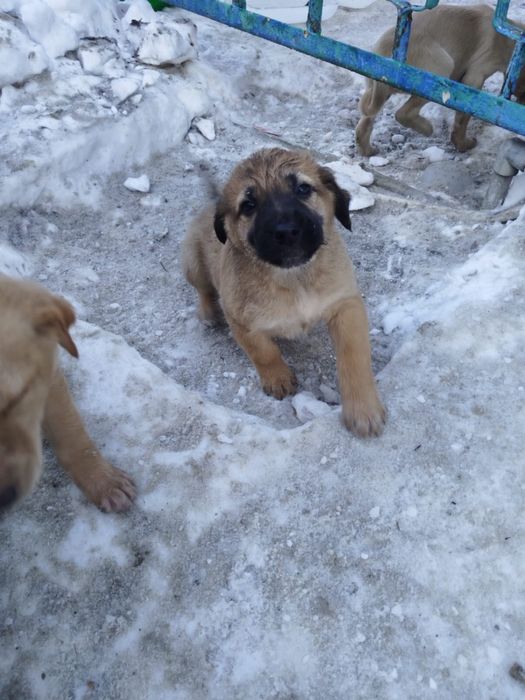 СобакаЩенокАктобе