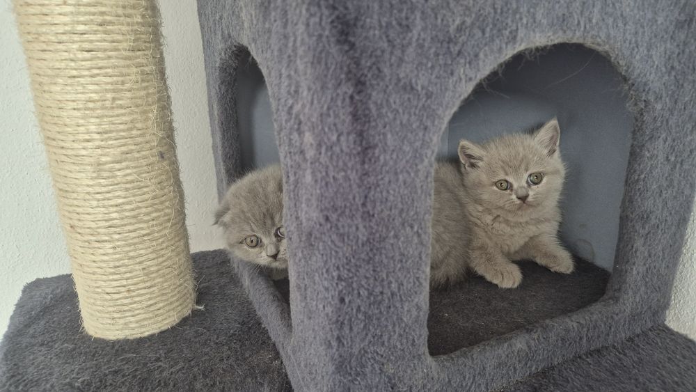 British shorthair