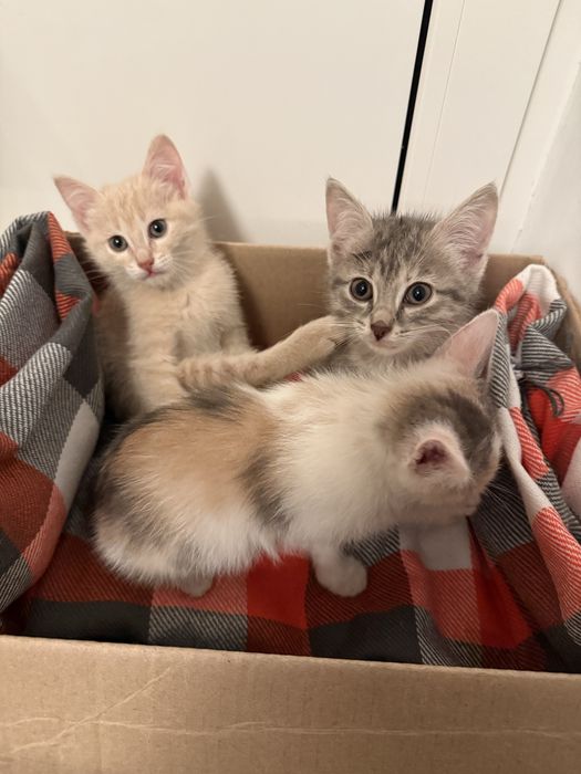 Маленькие котята ищут дом