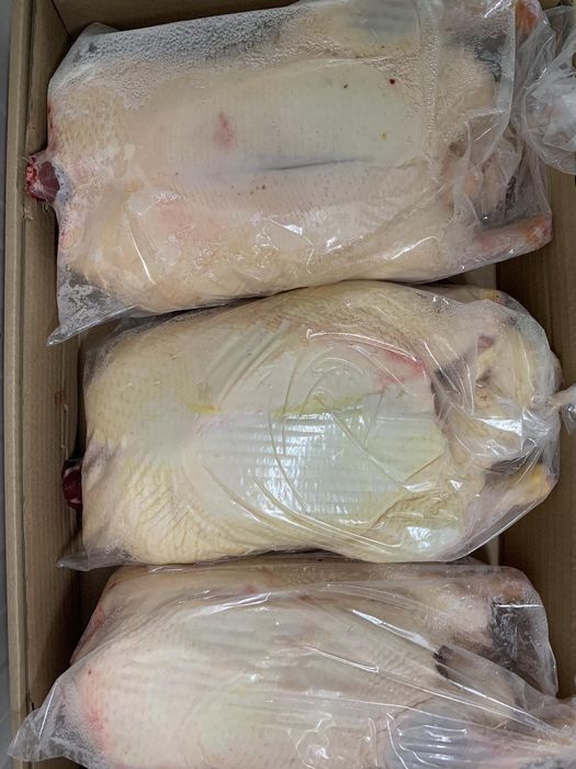 Домашна Еко Патица Патка