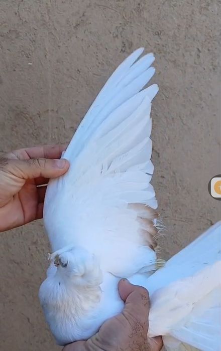 Продам голубей...