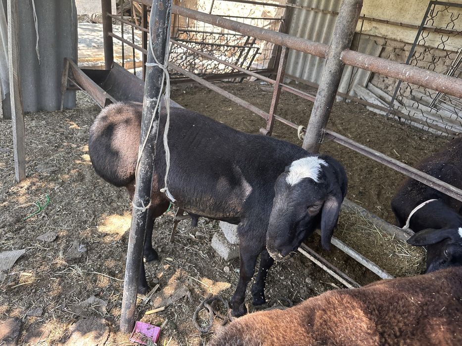 Qoylar sotiladi ona qoy bolasi bilan qochqorlar yetuk solular