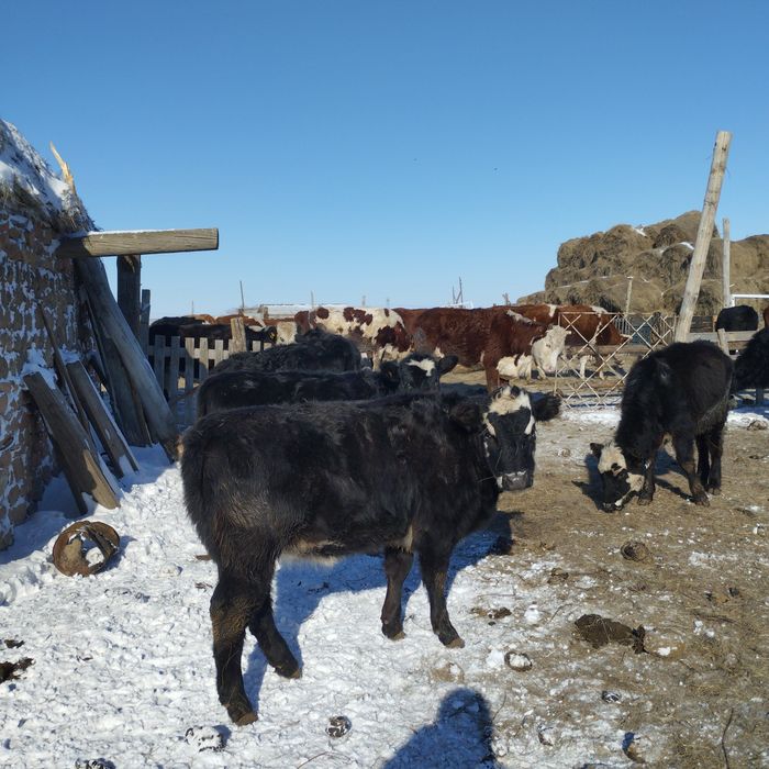 Ангус тайынша ургашы