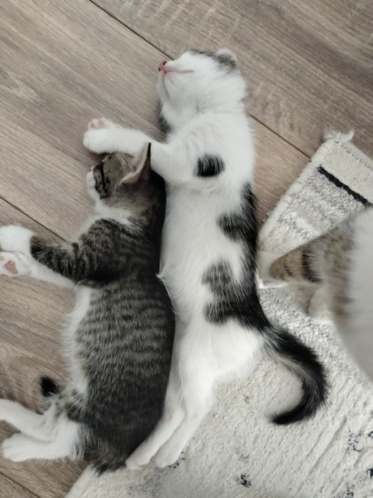 Котенок девочка 2 месяца